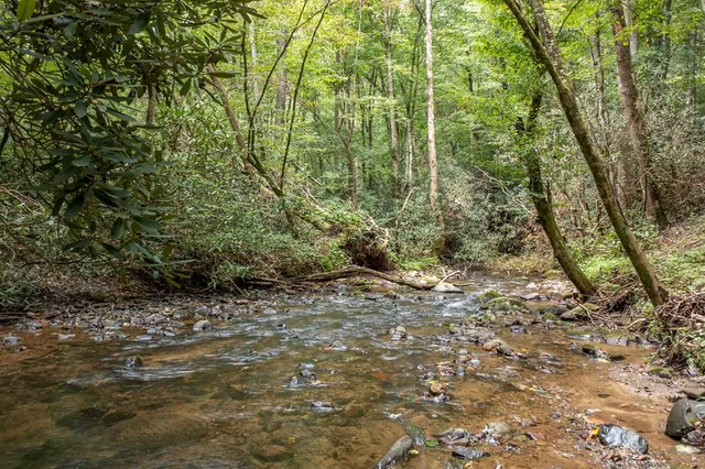a view of a yard with plants and large trees