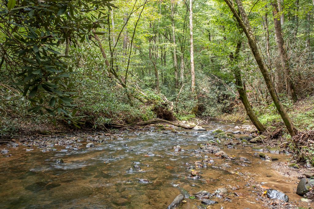 1034 Chestnut Flts Road Andrews, NC 28901 - Photo 20 of 43 a view of a yard with plants and large trees