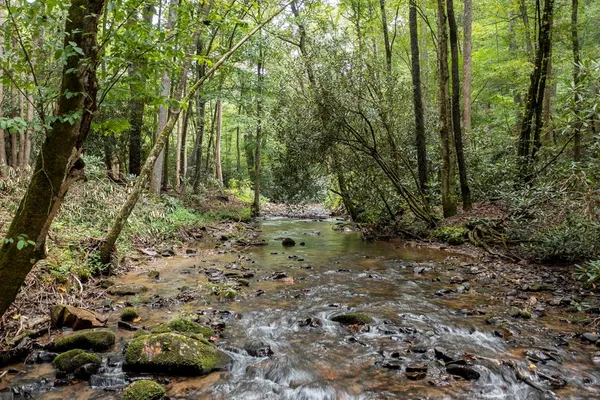 a view of a forest with trees in the background