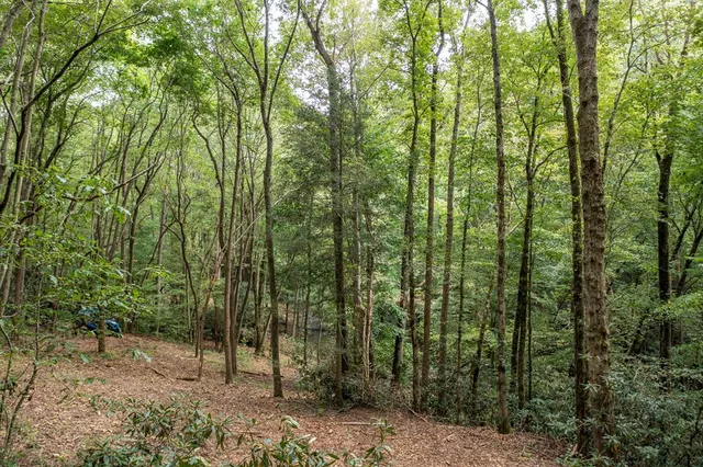 a view of a forest with trees