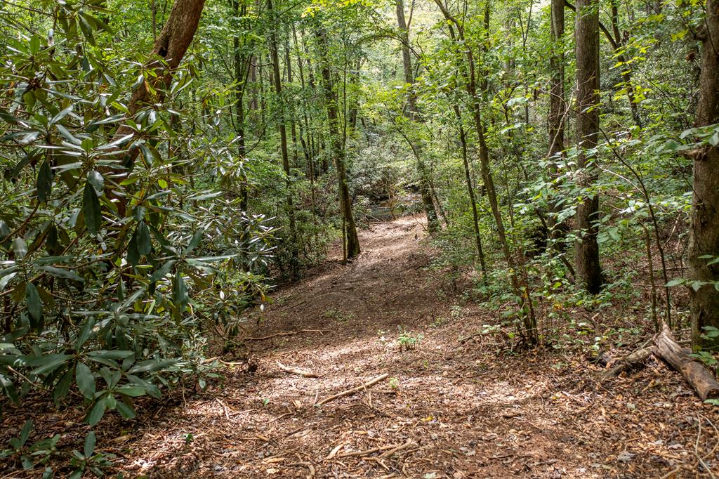 1034 Chestnut Flts Road Andrews, NC 28901 - Photo 32 of 43 a view of a yard with plants and large trees