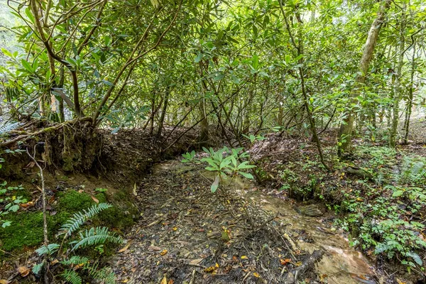a view of a lush green forest with large trees