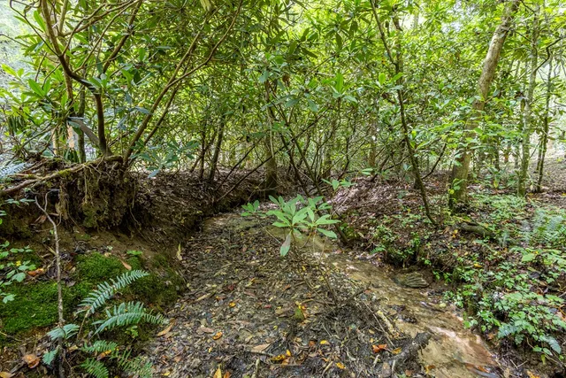 a view of a lush green forest with large trees