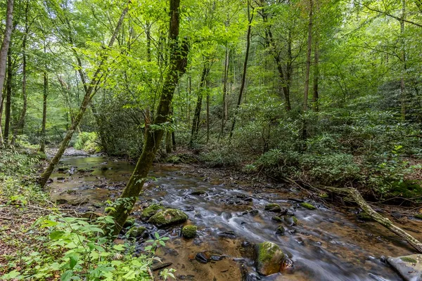 a view of a forest filled with trees