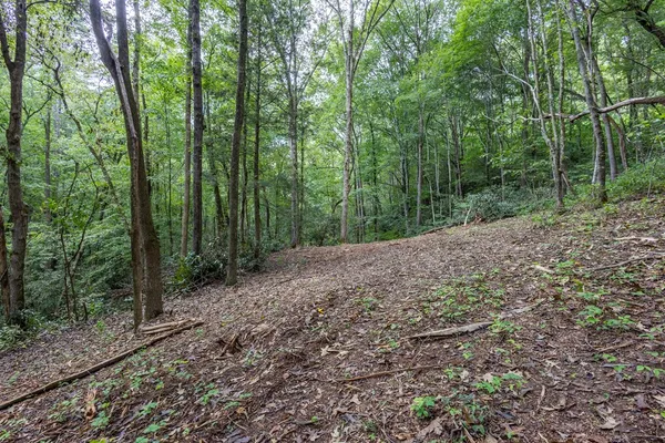 a view of a forest with trees in the background