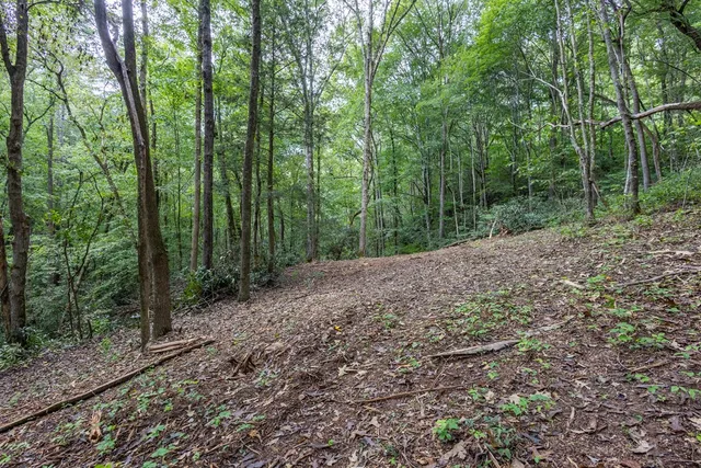 a view of a forest with trees in the background