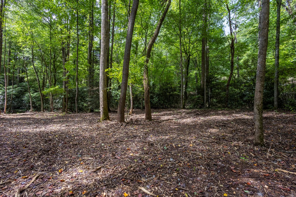1034 Chestnut Flts Road Andrews, NC 28901 - Photo 9 of 43 a view of outdoor space with lots of trees
