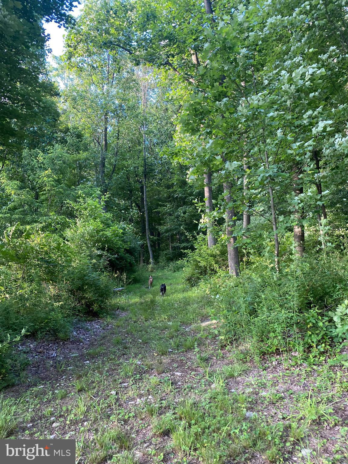 3940 Forrest School Road Smithsburg, MD 21783 - Photo 12 of 17