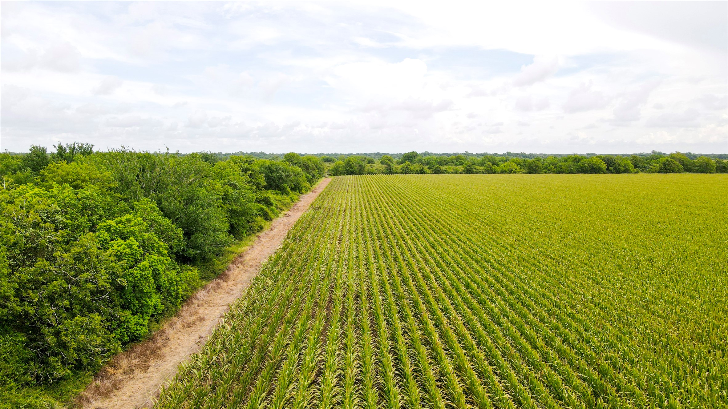 0 County Road 384 Louise, TX 77455 - Photo 14 of 20 a view of a lake with a garden
