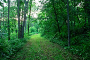 0 Duncan Lake Road Middleville, MI 49333 - Photo 27 of 28 20028948_3
