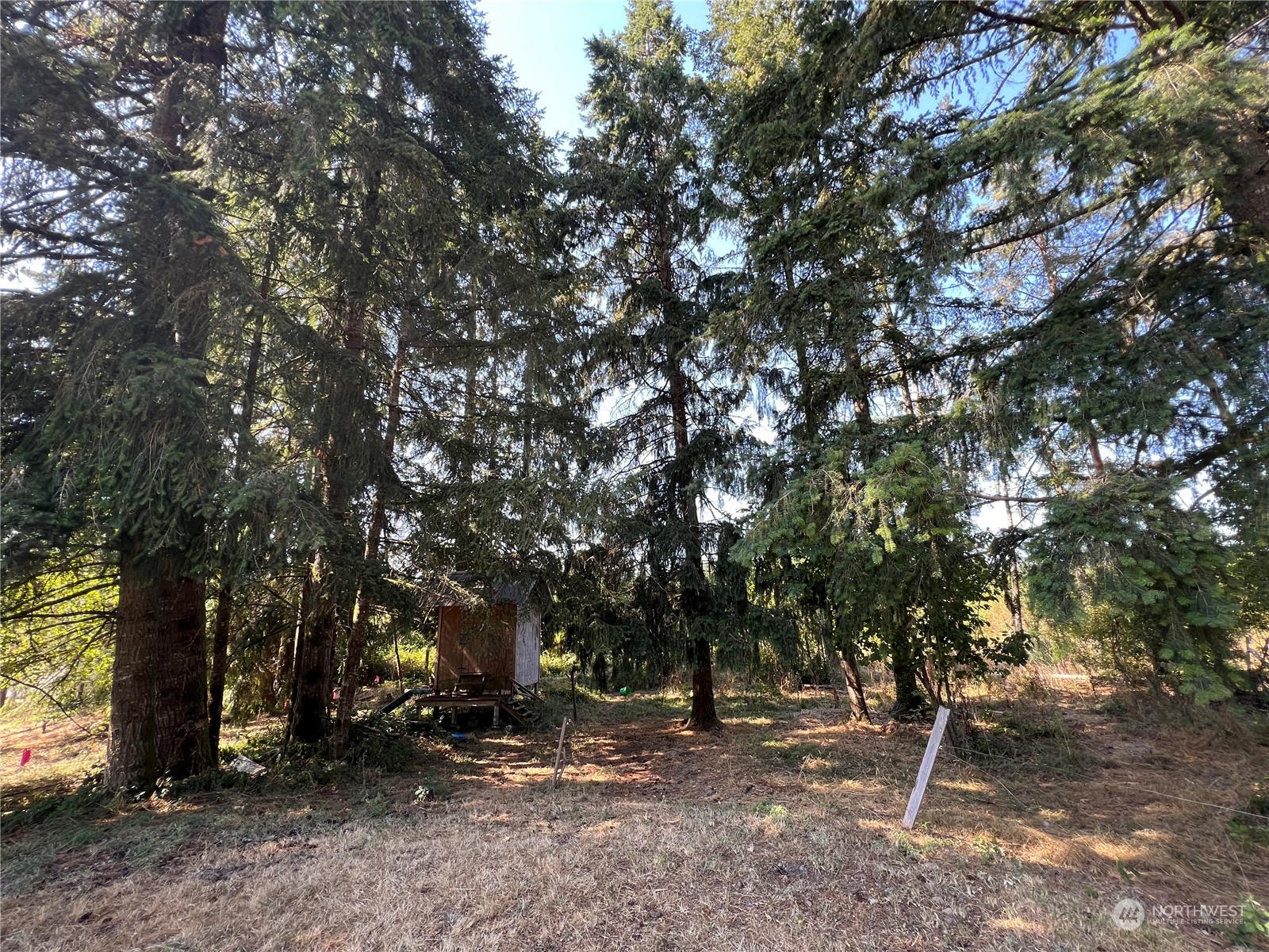 226 Limmer Road Winlock, WA 98596 - Photo 32 of 32 a backyard of a house with lots of trees