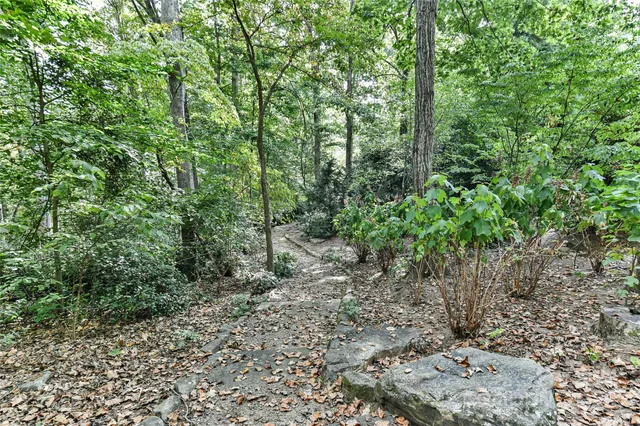 a view of a forest with trees in the background