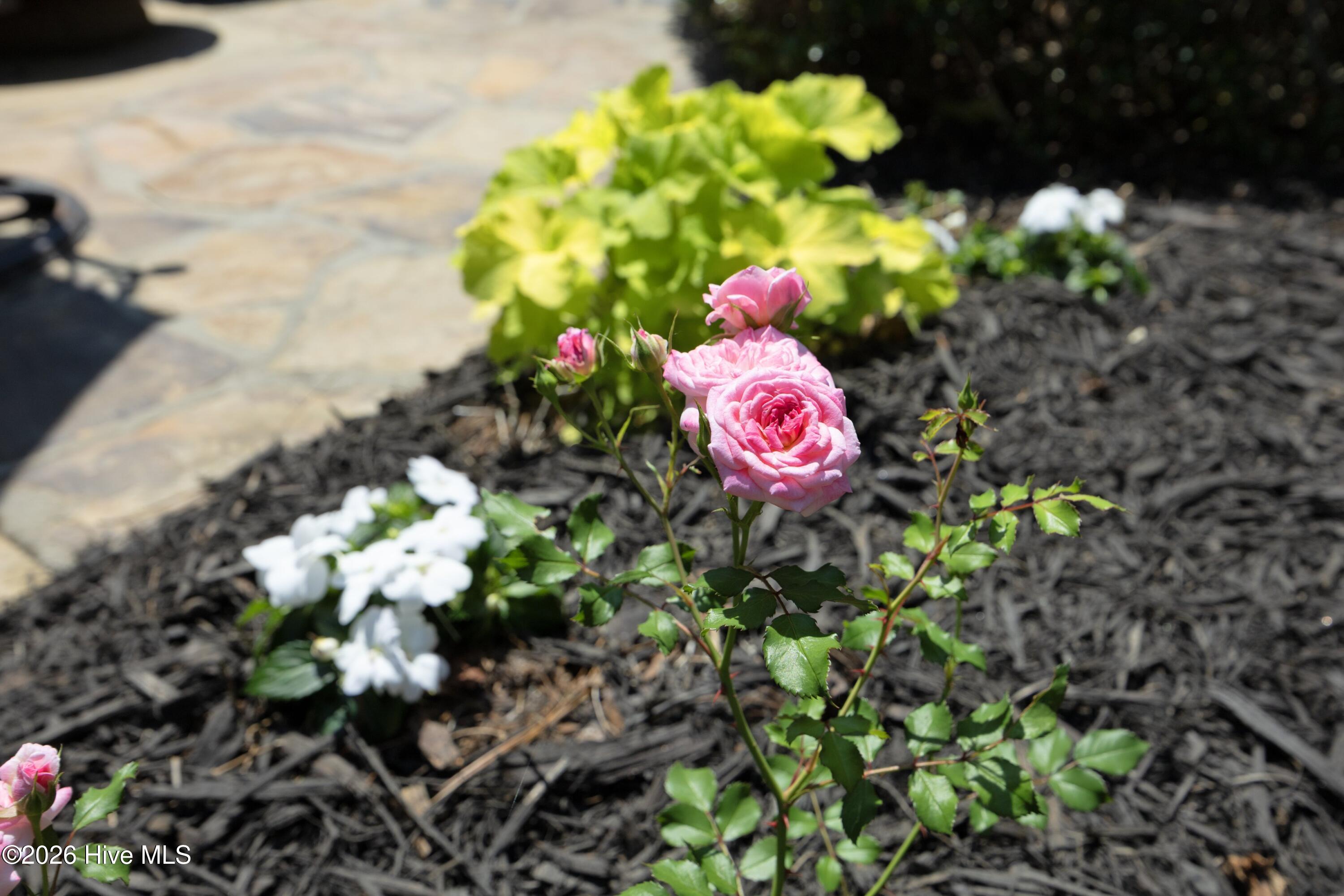 35 Quaker Ridge Road Pinehurst, NC 28374 - Photo 51 of 64 51Roses