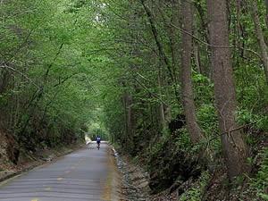 4349 Kousa Road, Unit 4 Austell, GA 30106 - Photo 35 of 43 a view of a yard and trees