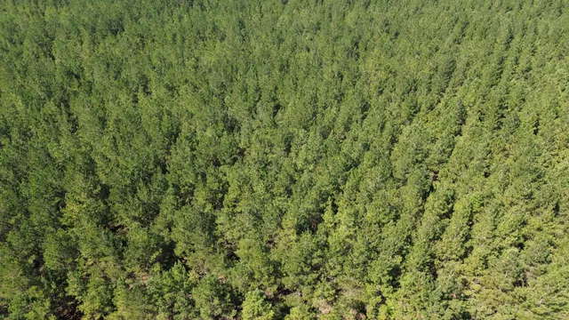 $225,000 | 15 Red Oak Road, Cottageville, SC 29435