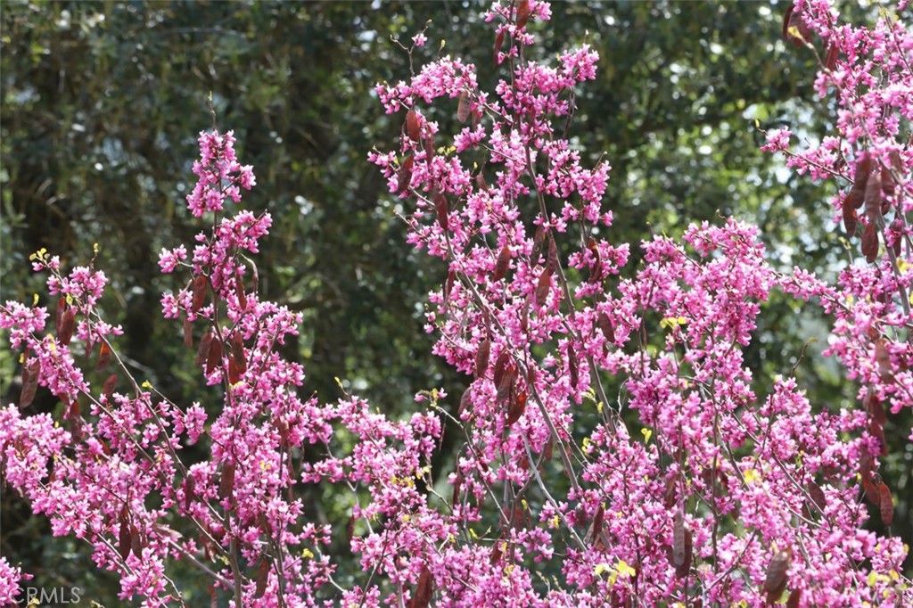 3729 Ben Hur Road Mariposa, CA 95338 - Photo 5 of 56