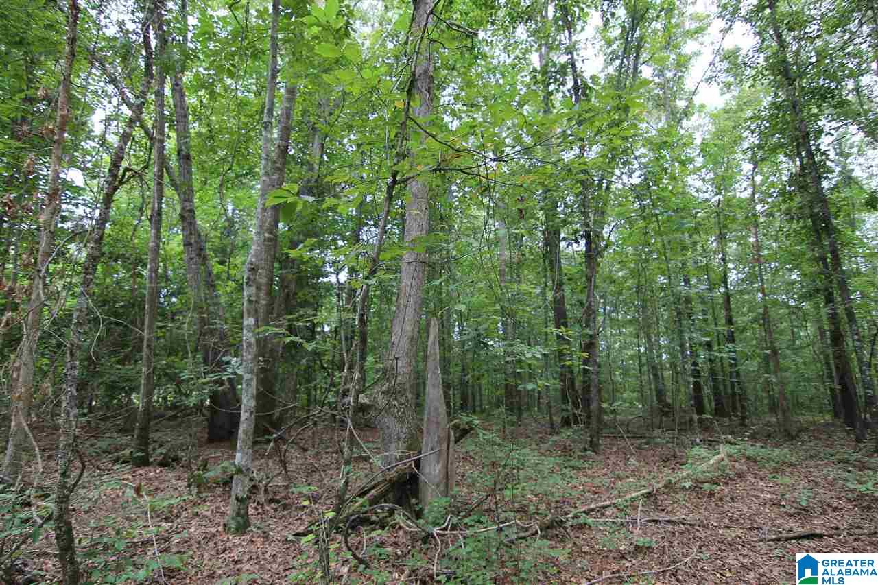 3475 County Road 29, Unit 70± ACRES Heflin, AL 36264 - Photo 6 of 6