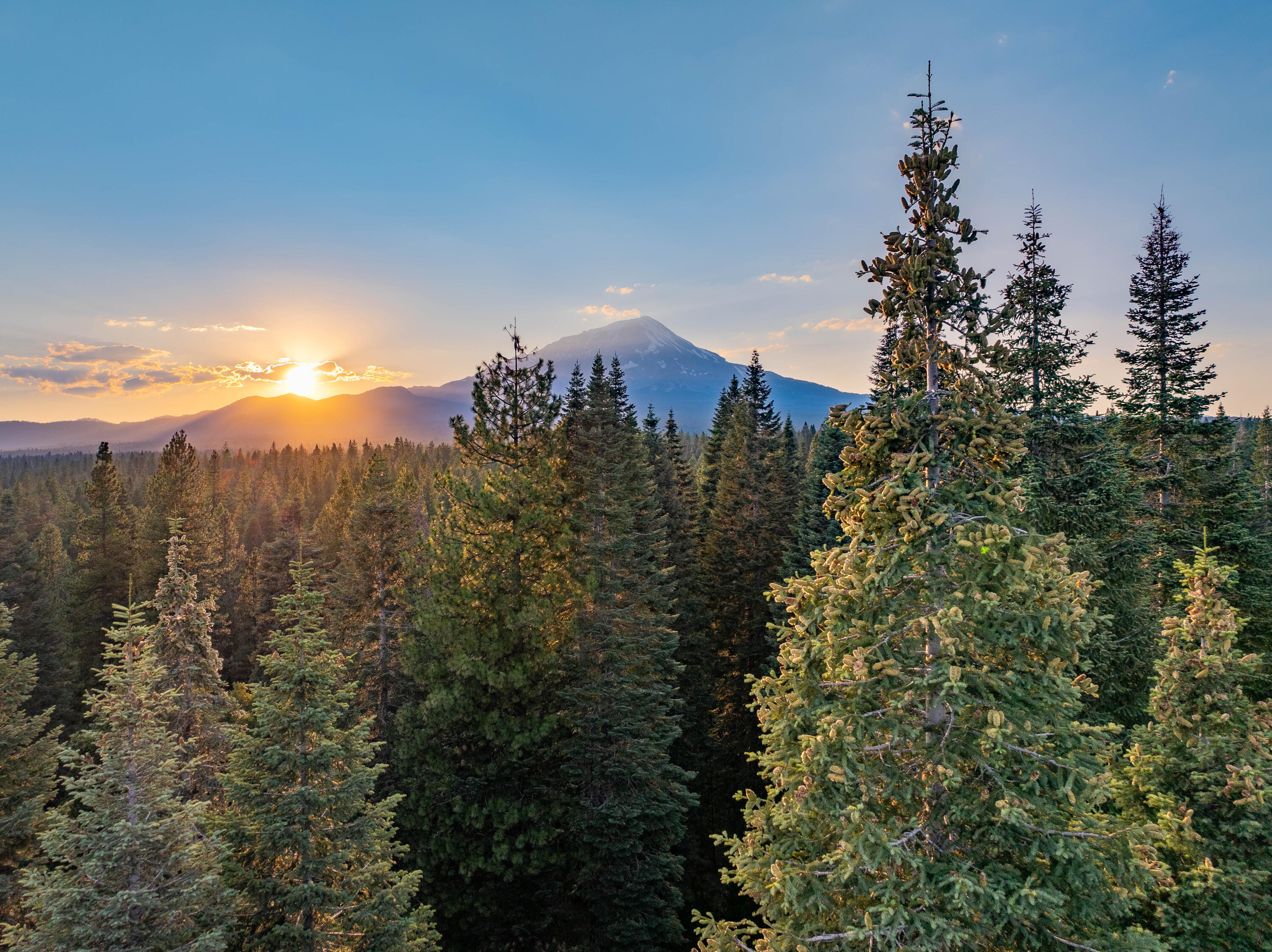 a view of a city with tall trees
