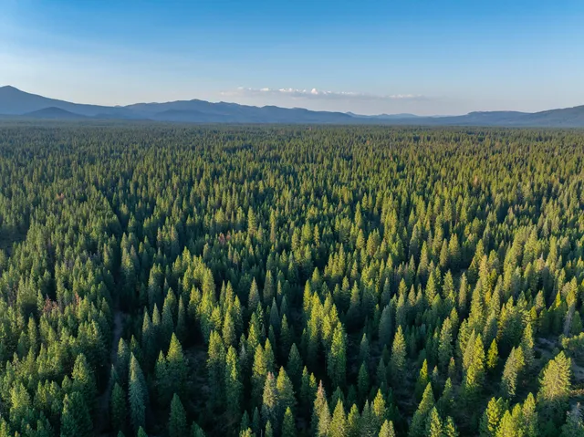 a view of a city with lush green forest