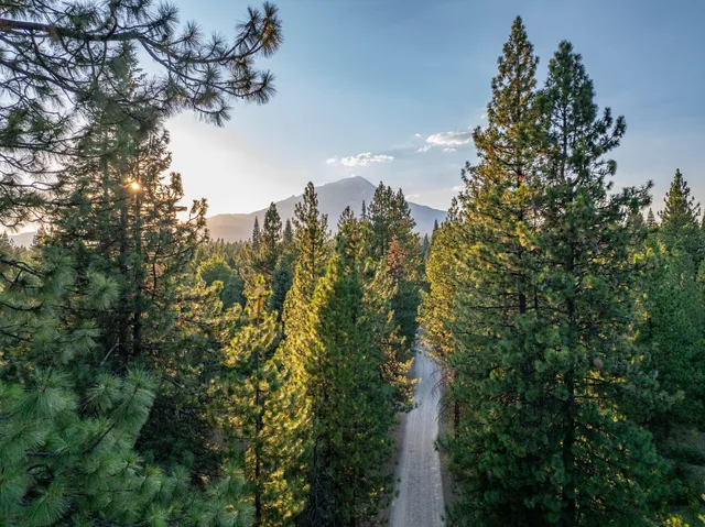 a view of a trees in a yard
