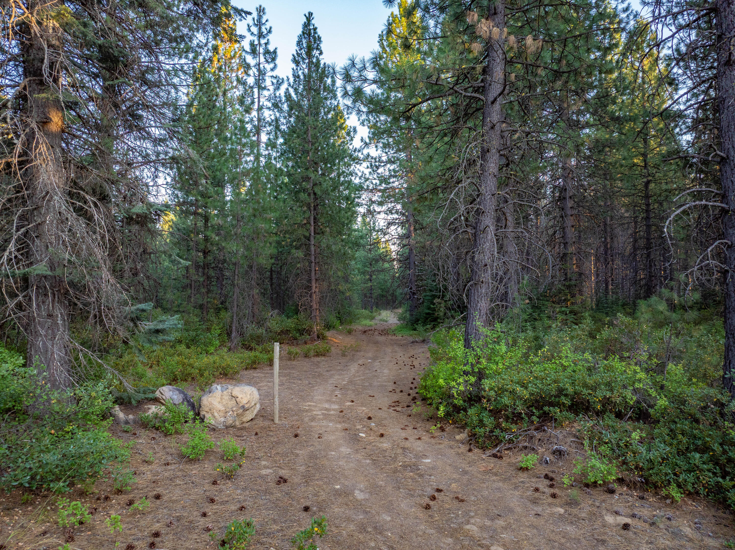 Pilgrim Creek Road McCloud, CA 96057 - Photo 7 of 10 a backyard of a house with lots of green space