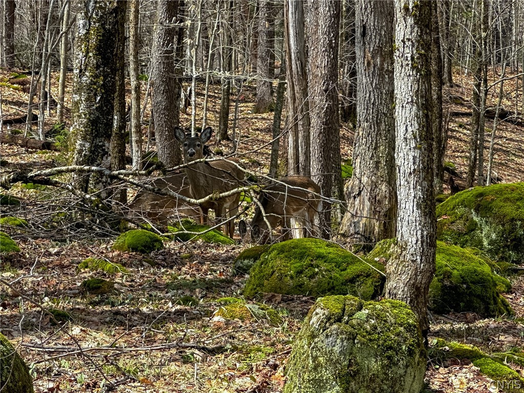 291 Joy Tract Road Webb, NY 13420 - Photo 21 of 26