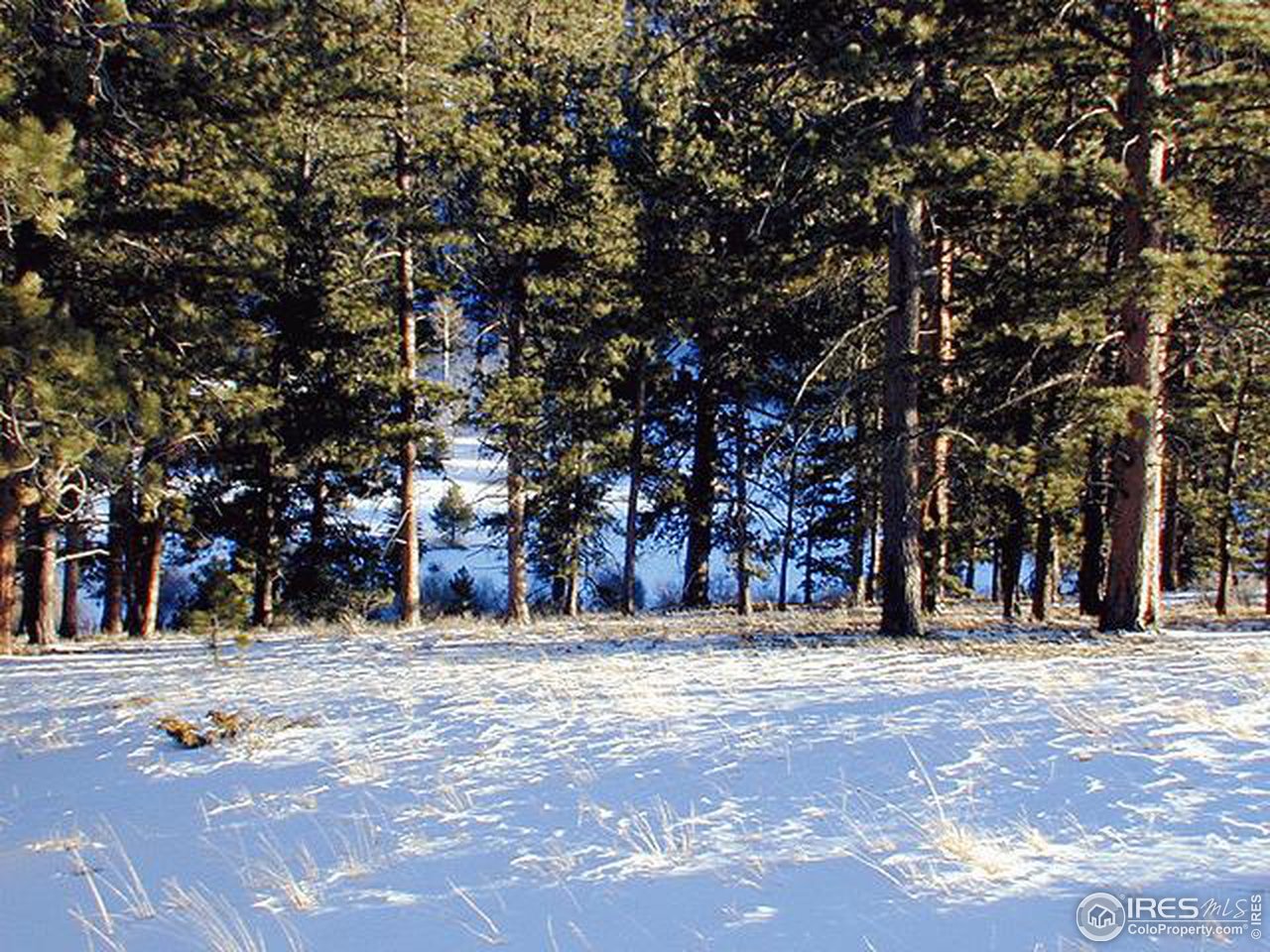 832 Beartrap Road Red Feather Lakes, CO 80545 - Photo 5 of 6 Gallery Image 5
