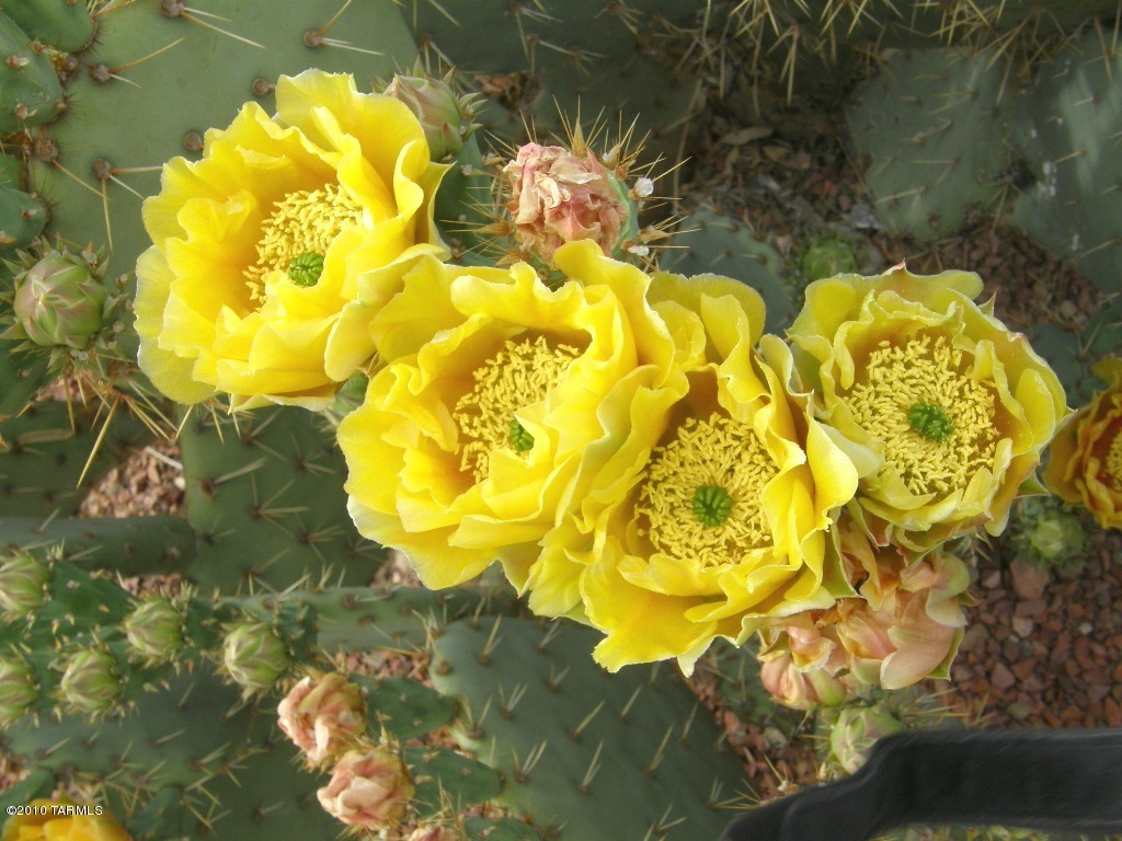 Lot 28 East Naiche Road, Unit 28 St. David, AZ 85630 - Photo 14 of 15
