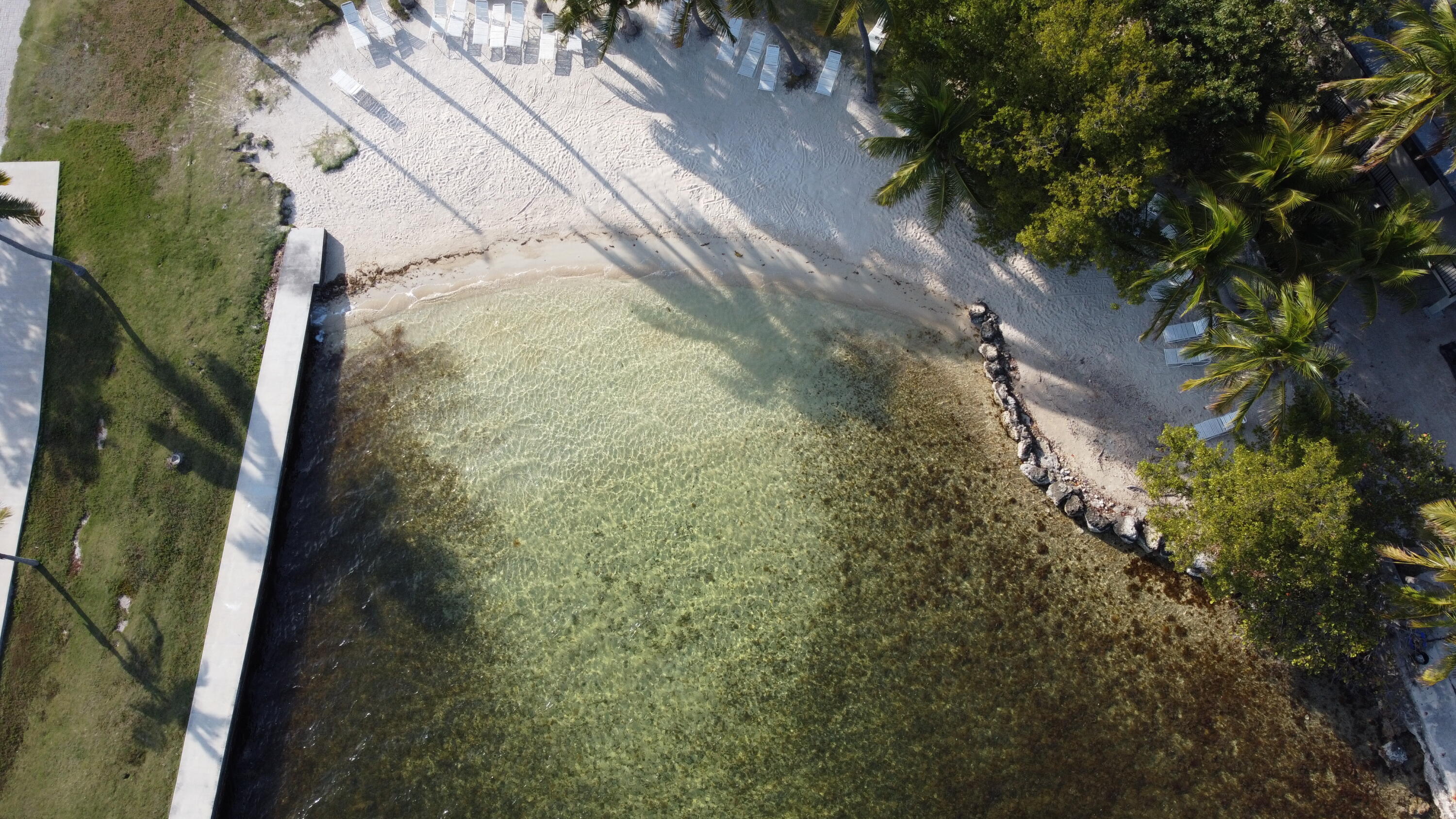 62 Southeast Marlin Avenue Key Largo, FL 33037 - Photo 8 of 14 a close up of a plant in a garden