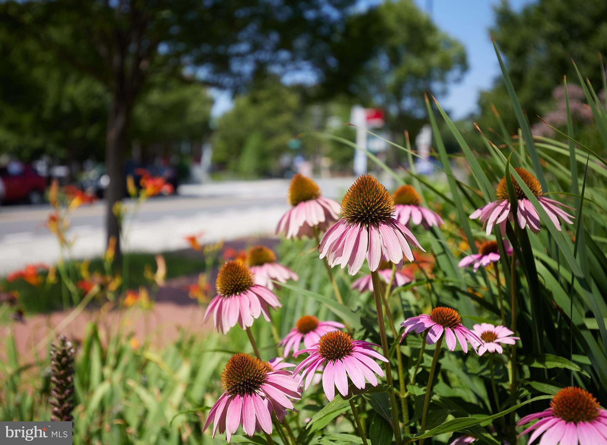 4608 4th Street Northwest Washington, DC 20011 - Photo 65 of 66