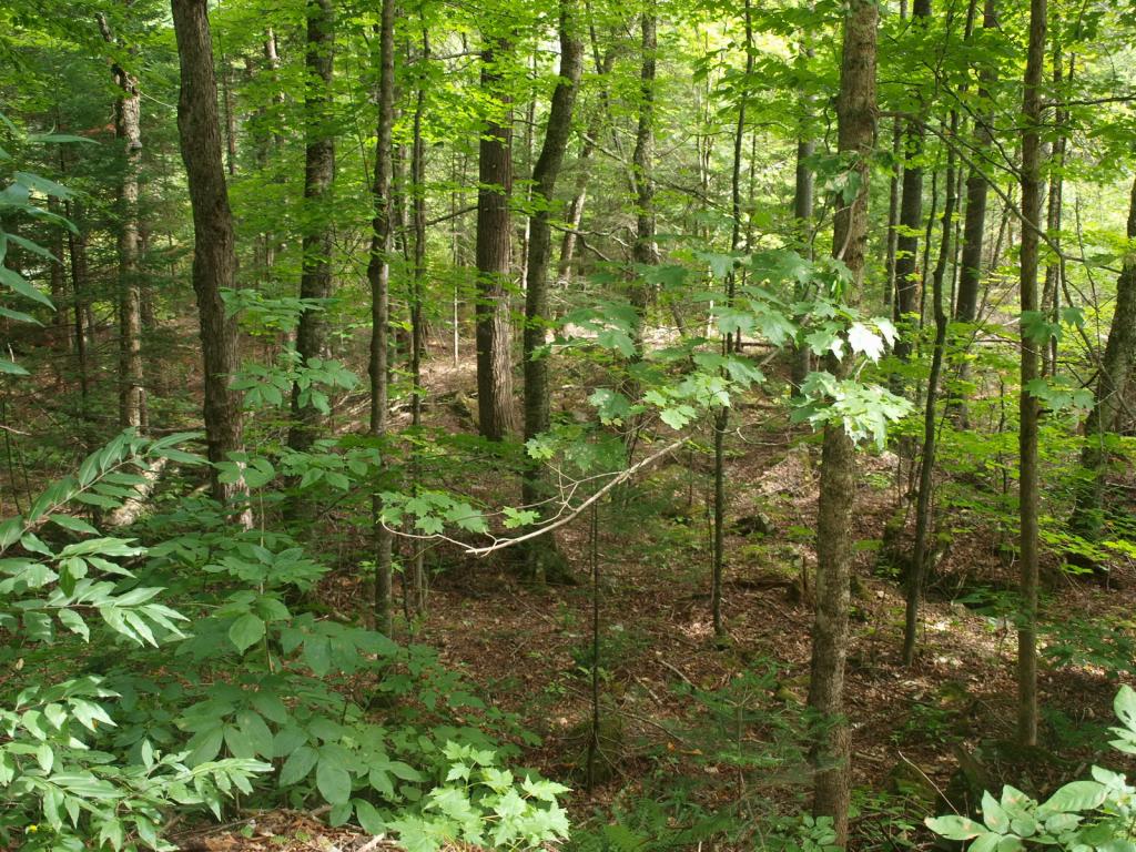 0 Partridge Lake Road Littleton, NH 03561 - Photo 16 of 28