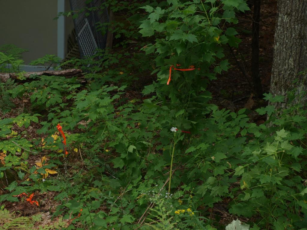 0 Partridge Lake Road Littleton, NH 03561 - Photo 20 of 28