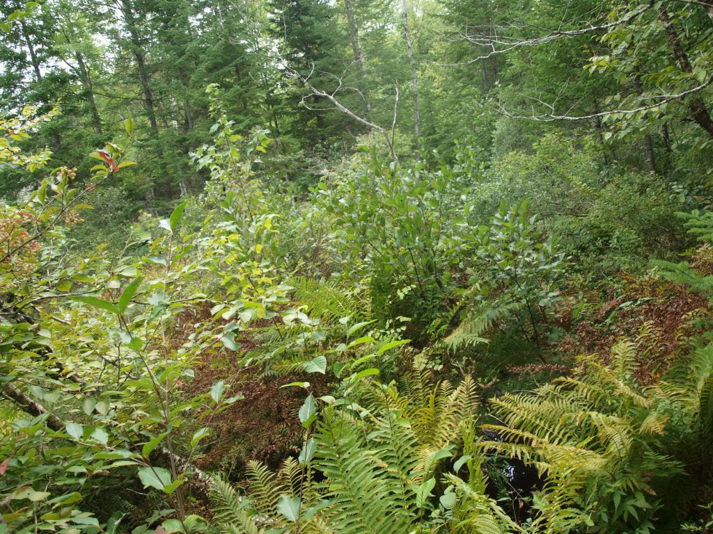 0 Partridge Lake Road Littleton, NH 03561 - Photo 25 of 28