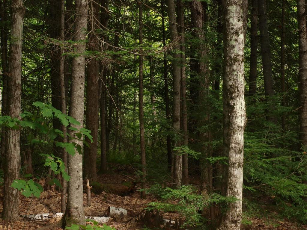 0 Partridge Lake Road Littleton, NH 03561 - Photo 9 of 28
