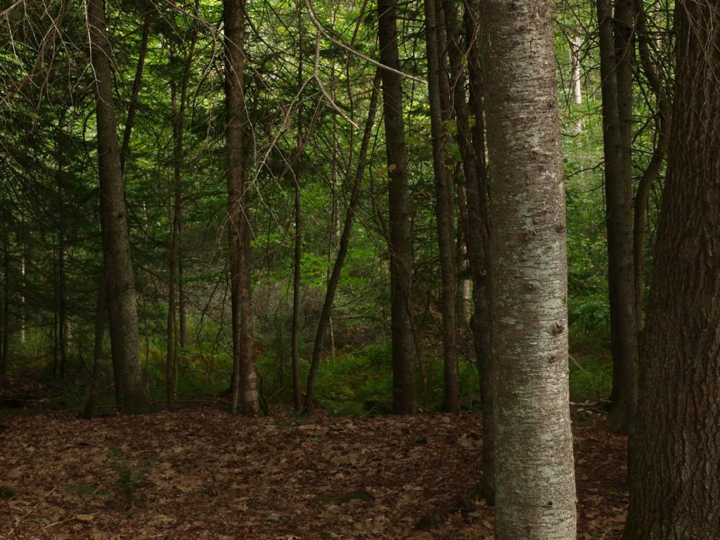 0 Partridge Lake Road Littleton, NH 03561 - Photo 10 of 28