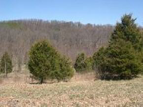Tbd South Howardsville Road Staunton, VA 24401 - Photo 2 of 8 a view of a yard with a tree