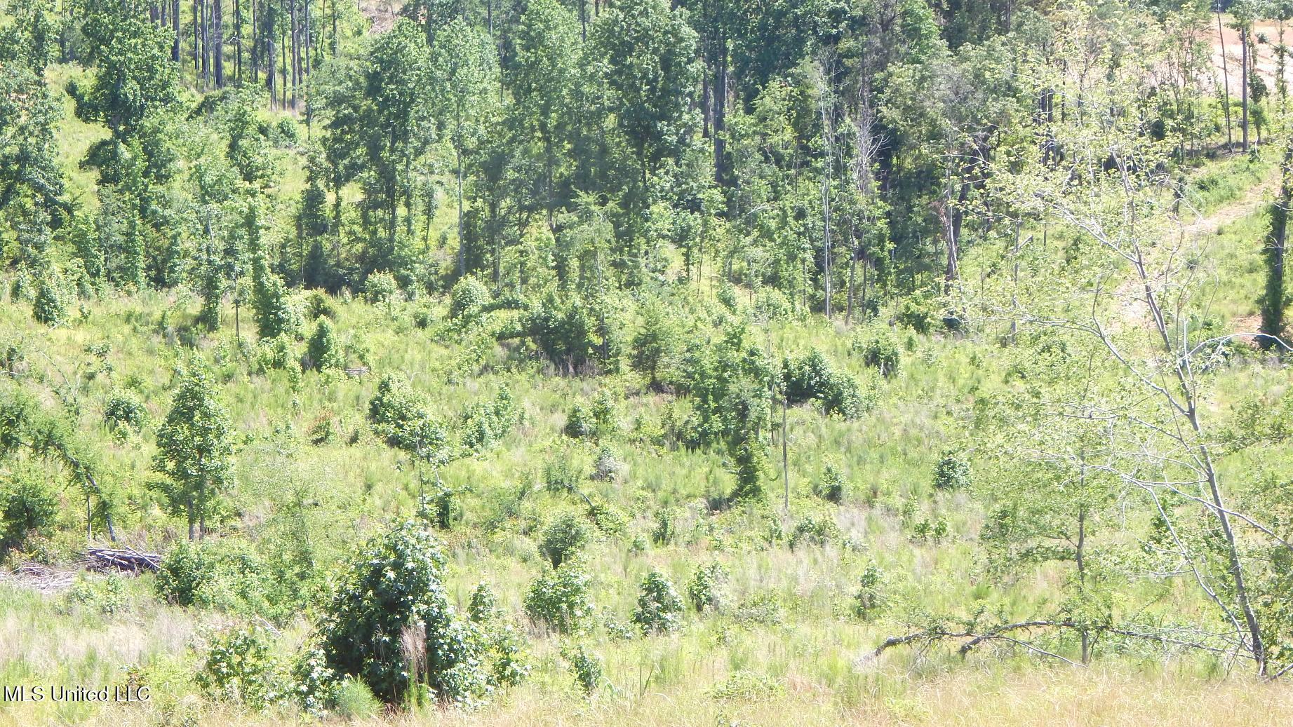 612 A Hugh White State Pk Road Grenada, MS 38901 - Photo 7 of 15 DSCN6955