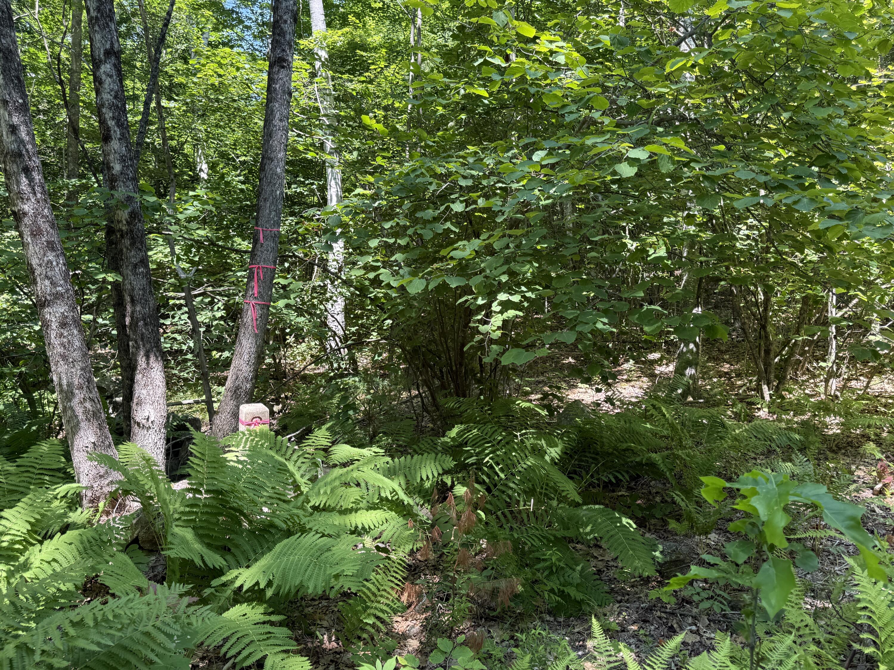 0 Maplewood Road West Newfield, ME 04095 - Photo 3 of 6 IMG_3087 (002)