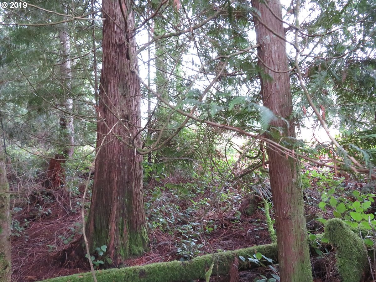 5630 Southwest Old Clifton Road Port Orchard, WA 98367 - Photo 9 of 28 Gallery Image 9
