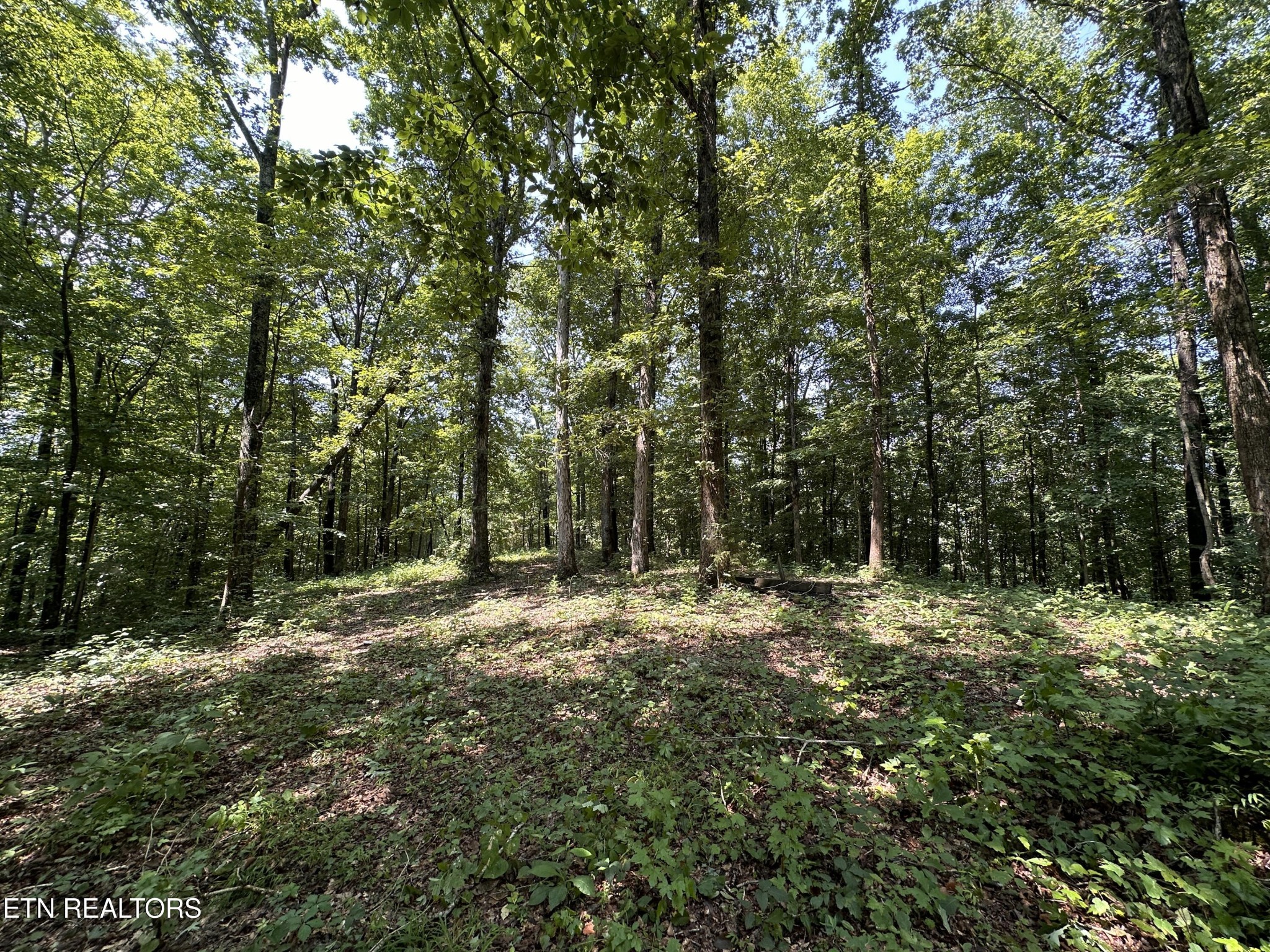 1255 Winningham Road Byrdstown, TN 38549 - Photo 4 of 13