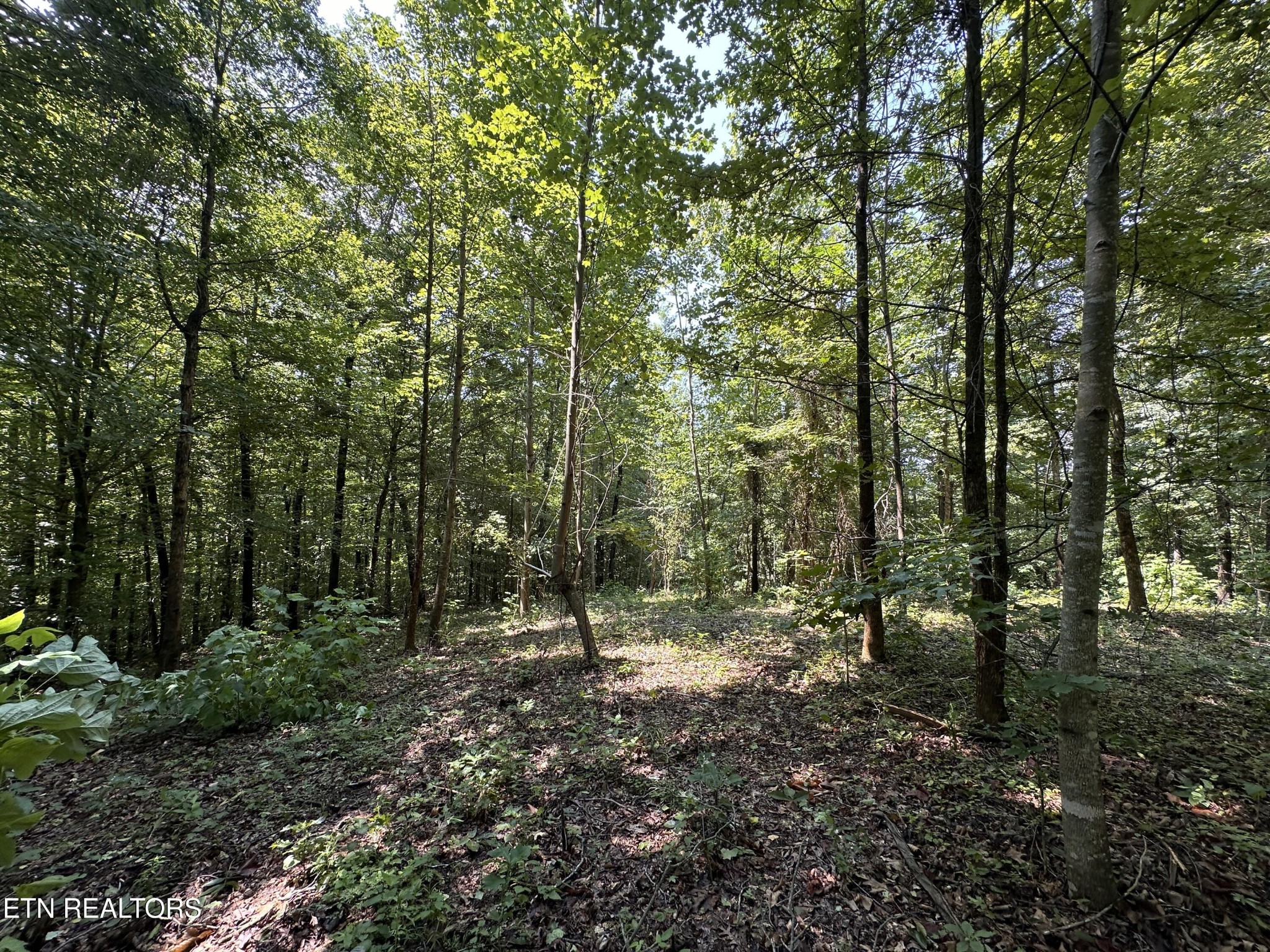 1255 Winningham Road Byrdstown, TN 38549 - Photo 6 of 13