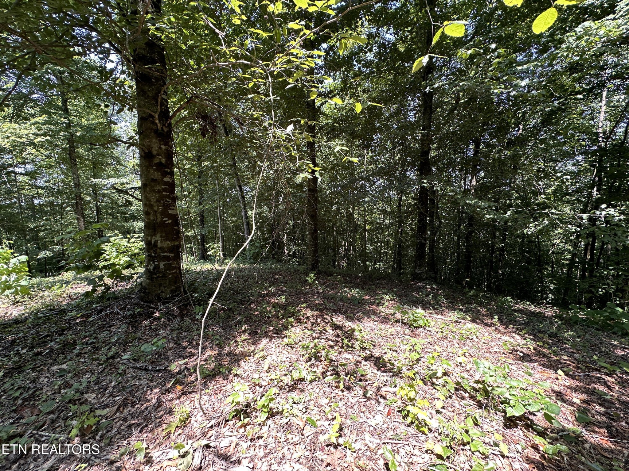 1255 Winningham Road Byrdstown, TN 38549 - Photo 7 of 13