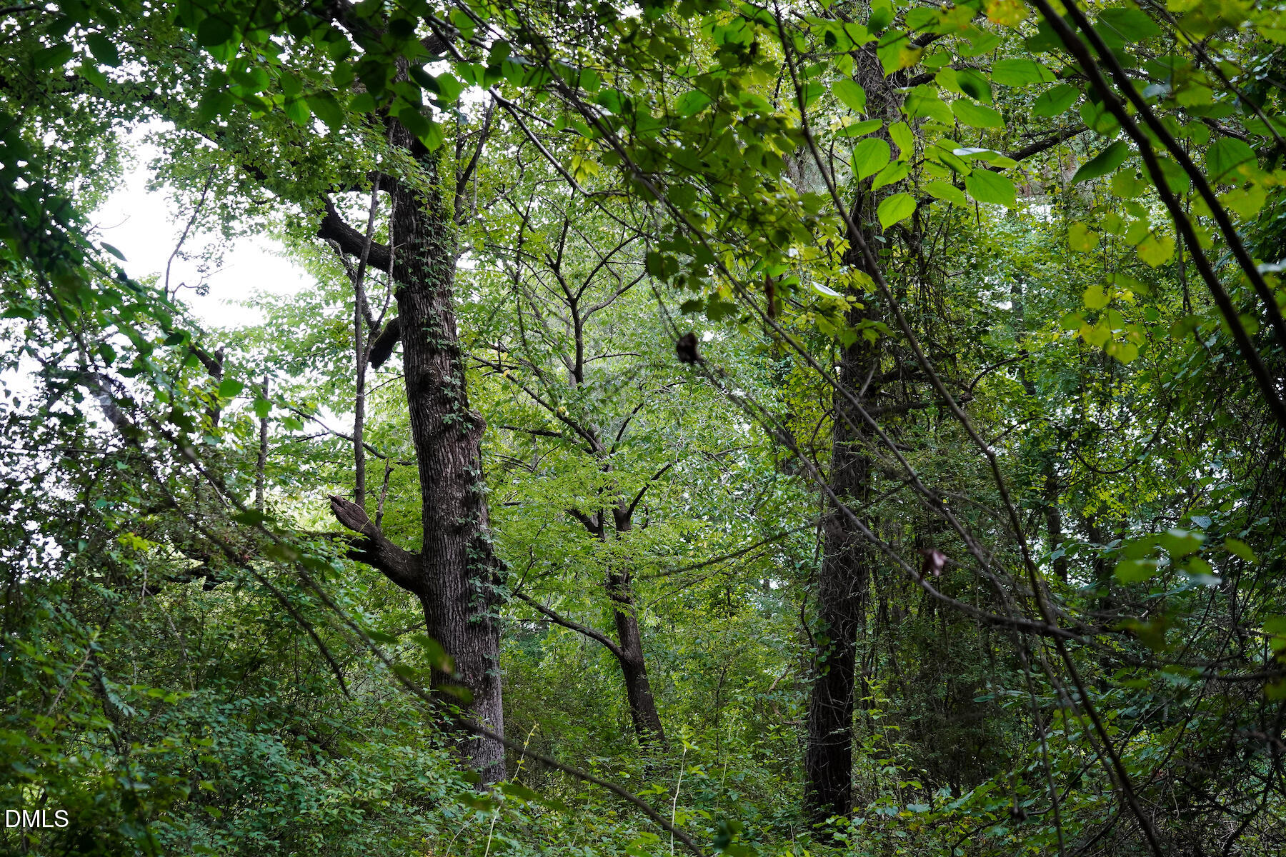 19.2-acres Bunnlevel Erwin Road Erwin, NC 28339 - Photo 21 of 34 21 Paras 19.3 Acres Bunnlevel Erwin Rd
