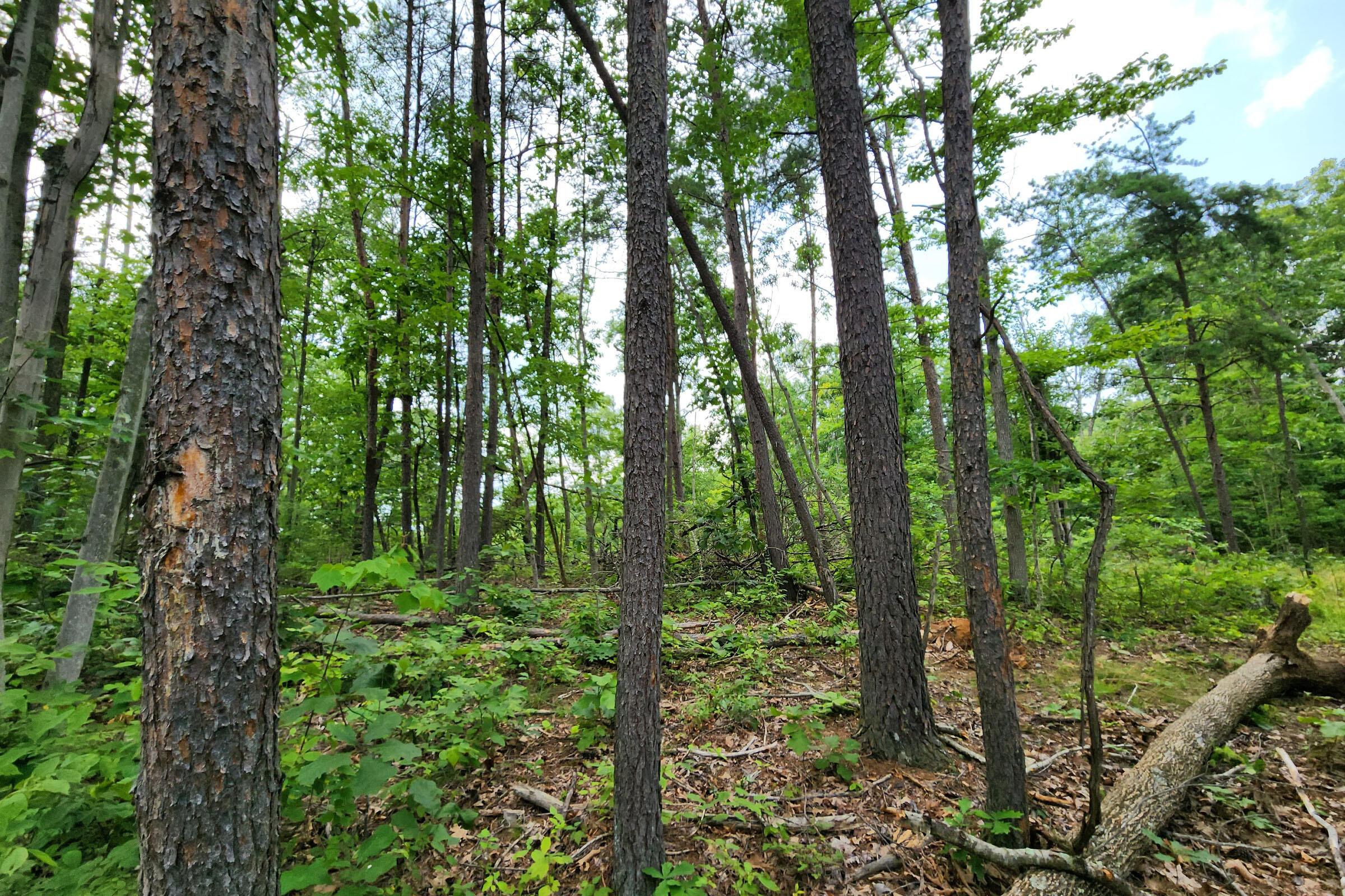 0 Back Run Road, Unit TRACT 3) Philo, OH 43771 - Photo 29 of 50 20230724_151811