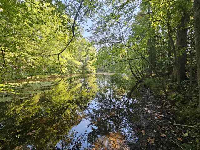 a view of a tree in a yard
