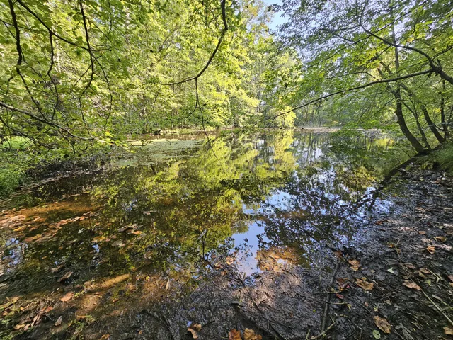 a view of a tree in a yard