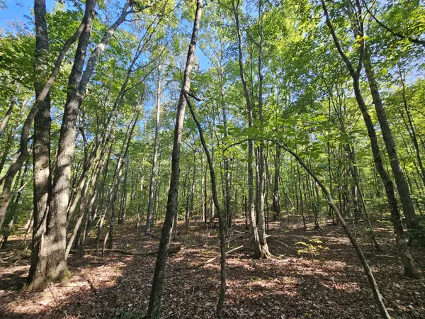 a view of forest
