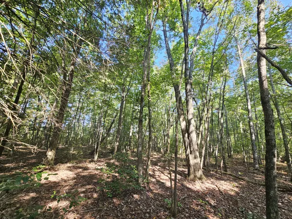 a view of forest