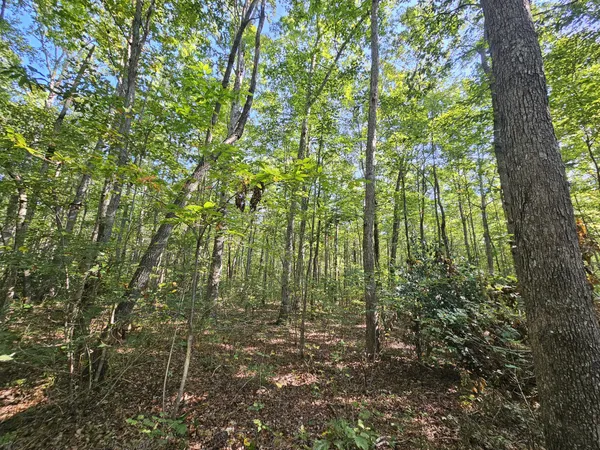 a view of forest