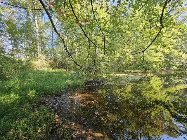 a view of a large yard with lots of bushes